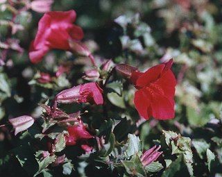 Mimulus Roter Kaiser