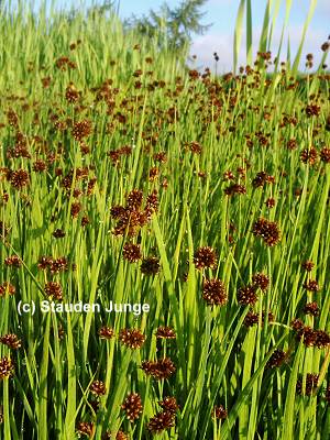 Juncus ensifolius