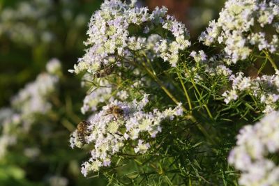 1pycnanthemum-tenuifolium-gross_400x400.jpg