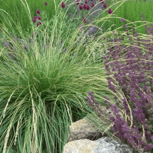 Gras mit Allium