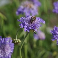 0914scabiosa_columbaria_butterfly_blue-thumb_400x400.jpg