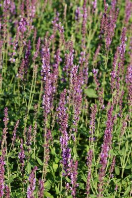 5salvia-amethyst-gross_400x400.jpg