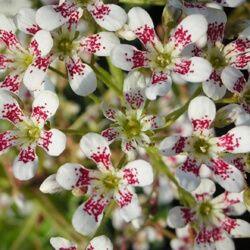 Saxifraga 'Southside Seedling'