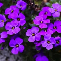 Aubrieta Hybride 'Cascade Blau' Slg.