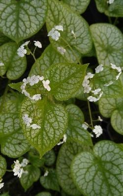 Brunnera macrophylla 'Mr.Morse' (R)