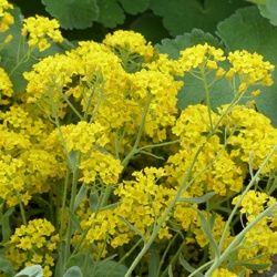 Alyssum (Aurinia) saxatile 'Compactum Goldkugel'