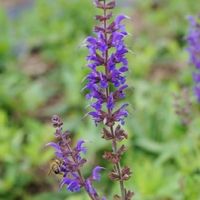 0719Salvia-Mainacht-klein_400x400.jpg