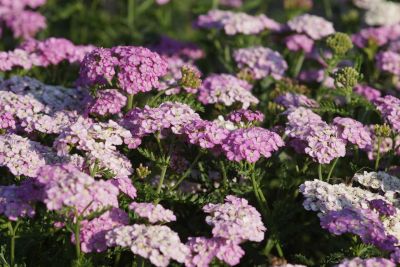 2achillea-apfelbluete-gross_400x400.jpg