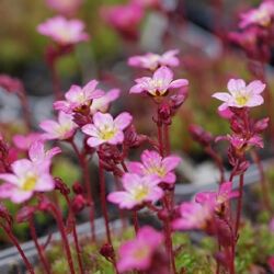 Saxifraga Arendsii-H.'Pixie'