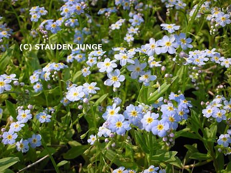 Myosotis palustris