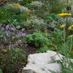 Sommerwind im Staudenbeet 1