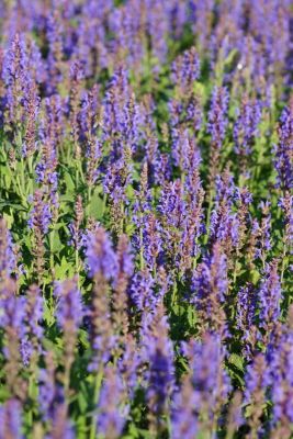 4salvia-blauhuegel-gross_400x400.jpg